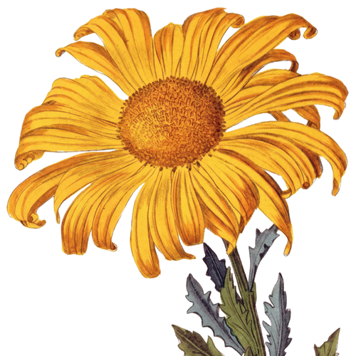 Decorazione Calendula
